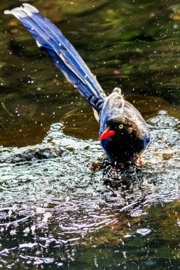 Tayvan mavi Saksağan