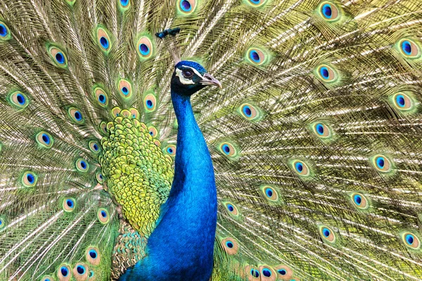 Yetenek içinde peacock — Stok fotoğraf