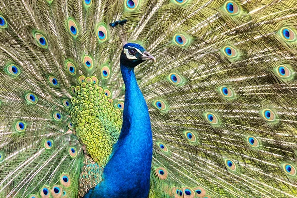 yetenek içinde peacock