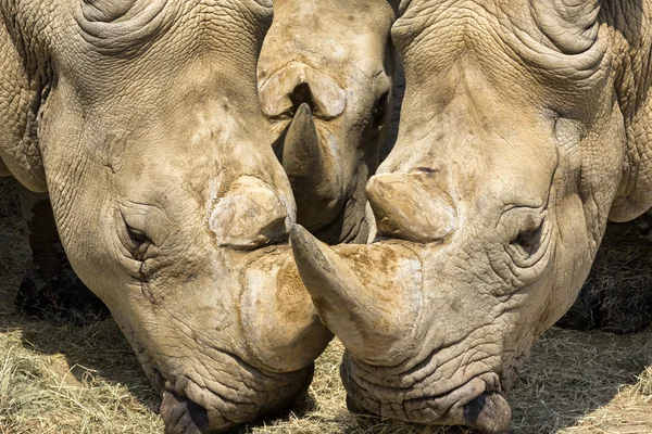 Portret van drie Rhinos — Stockfoto