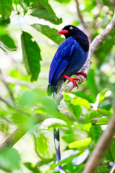 Urraca azul de Taiwán — Foto de Stock