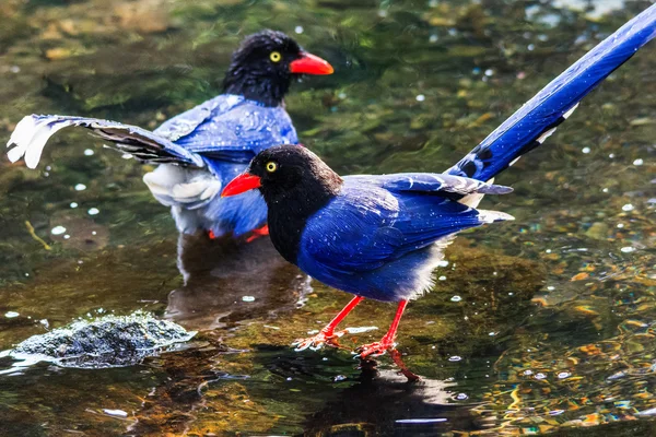 Tayvan mavi Saksağan