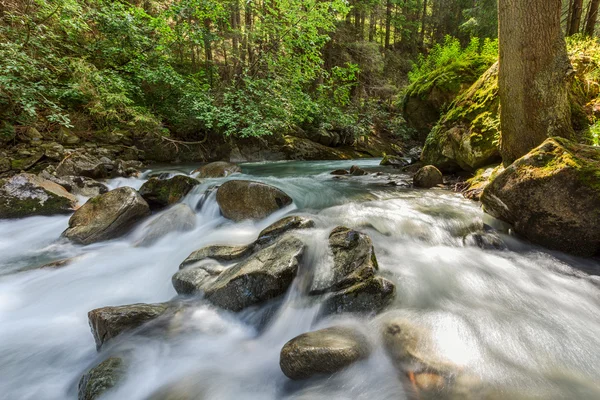 Bach im Bergwald — Stockfoto