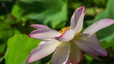 pembe lotus yakın çekim