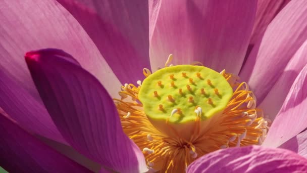 Close up van roze lotus — Stockvideo