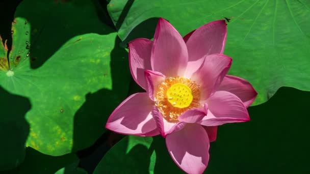 Close up van roze lotus — Stockvideo