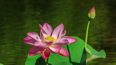 pembe lotus yakın çekim