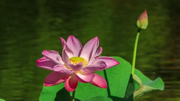 Gros plan de Lotus rose — Video