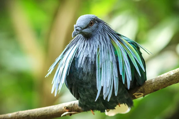 En kinesisk Bulbul sjunger på lotusblad — Stockfoto