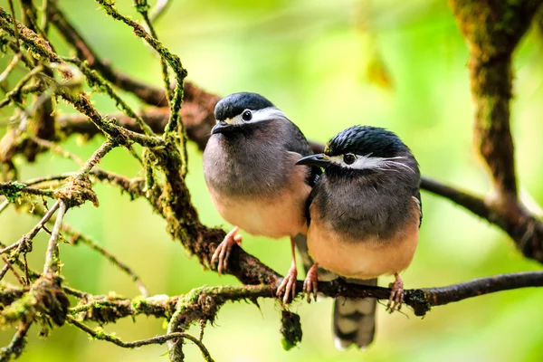 Parejas de aves / ¿Sibias de orejas blancas? Taiwán — Foto de Stock