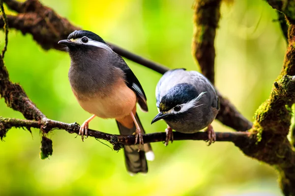 Kuşlar/beyaz-kır Sibias çiftler? Tayvan