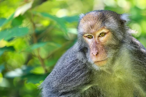 maymun anne ve bebek doğal