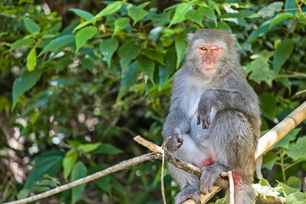 Singe mère et bébé en naturel — Photo