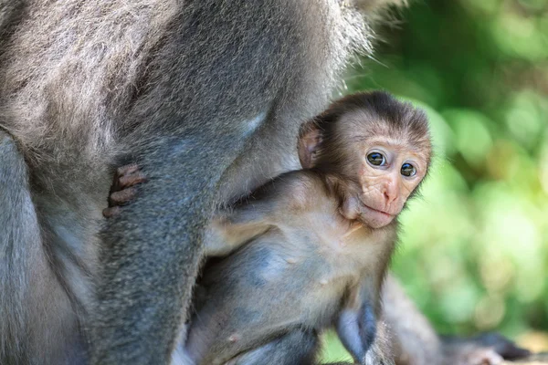 Aap moeder en baby in natuurlijke — Stockfoto