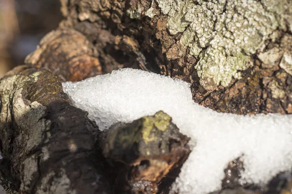 Sníh na stromě — Stock fotografie