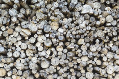 ağaç güdük arka plan