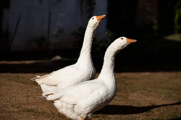 Dvě Domácí Husy Farmě — Stock fotografie