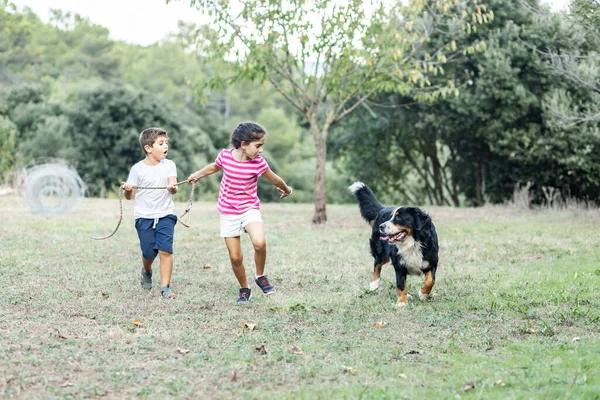 Zwei Kinder Laufen Und Spielen Mit Einem Sennenhund — Stockfoto