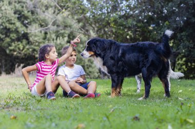 Tarlada köpeklerle oynayan iki çocuk.