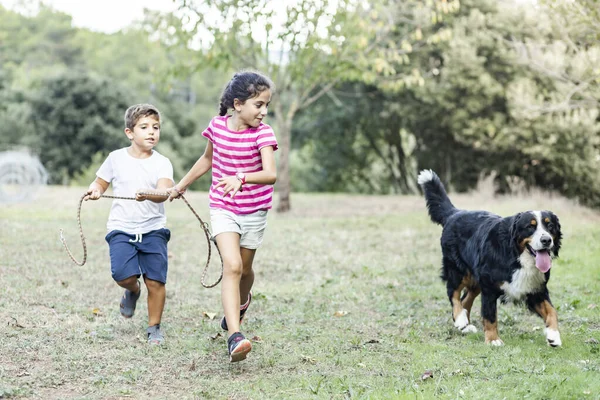 İki çocuk koşuyor ve bir Dağ Köpeğiyle oynuyorlar.