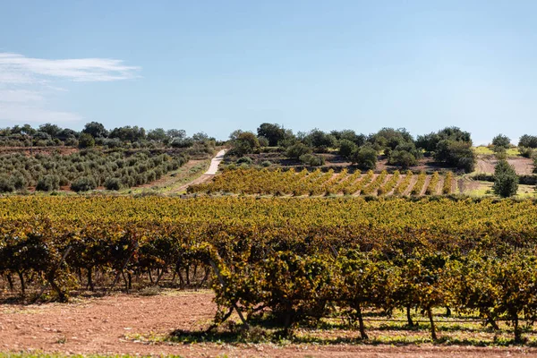 Wijngaarden Een Priorat Catalonië Spanje — Stockfoto