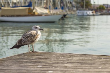 Barcelona'da sıkılmış martı