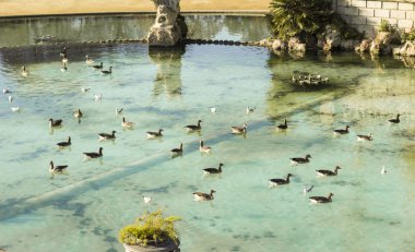 Ciutadella Park su birikintisi içinde yüzmeye ördekler