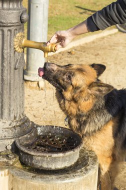 Alman çoban köpeği içme suyu 