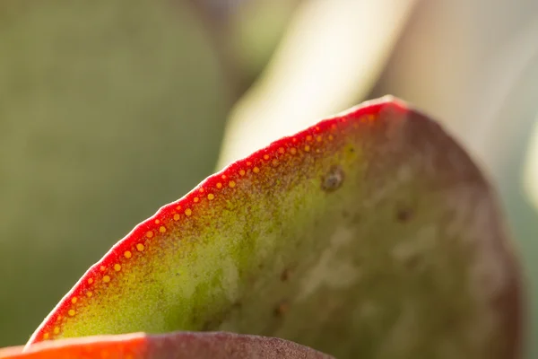 Macro of leave in autumn