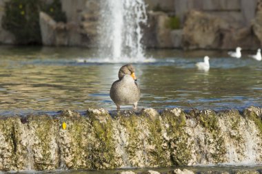 Genç göl üzerinde ördek