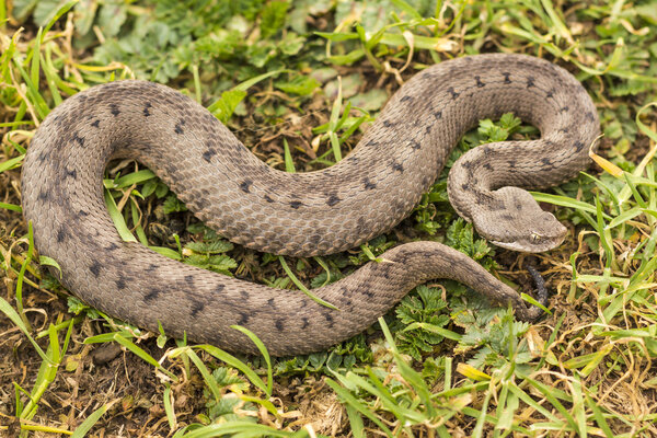 Гадюка на фоне травы
