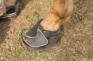 Modern Horse shoe clipart