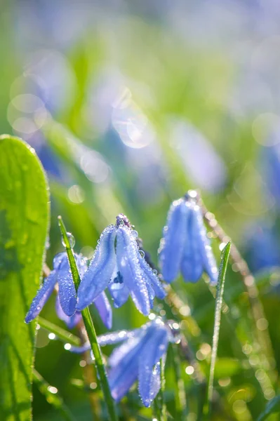 The first spring blue flowers Siberian Squill, Scilla siberica close-up. Macro of blue flowers scaffolds in dew drops. Beautiful bokeh. Soft selective focus. — Stock Photo, Image