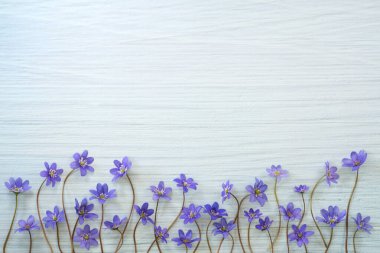 Ahşap arka plandaki ilk bahar menekşelerinden biri. Hepatica transsilvanica. Bahar çiçekli anemon hepatikası metin için boşluk, düz yerleşim.