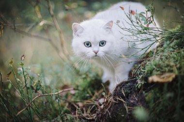 Ormanın içinde Britanya ile ilgili stenografi kedi