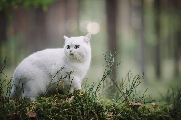 Британська короткошерста кішка в лісі — стокове фото