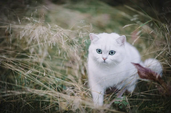 Britische Kurzhaarkatze im Wald — Stockfoto