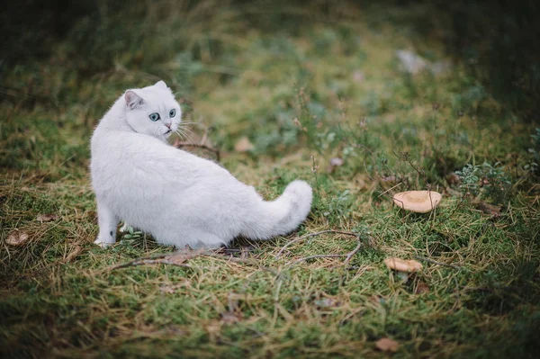 Brits korthaar kat in het forest — Stockfoto