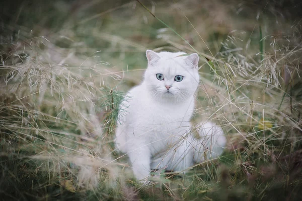 British shorthair cat in the forest — Stock Photo, Image