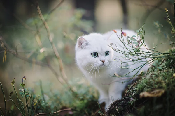 Britânico shorthair gato na floresta — Fotografia de Stock