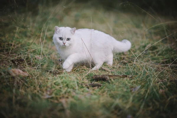 Witte korthaar kat in het bos — Stockfoto