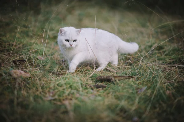 Brits korthaar kat in het forest — Stockfoto