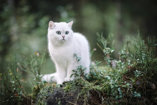 Brits korthaar kat in het forest — Stockfoto