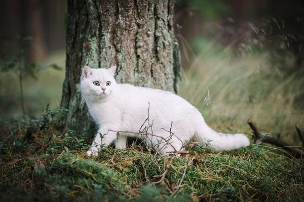 Brits korthaar kat in het forest — Stockfoto