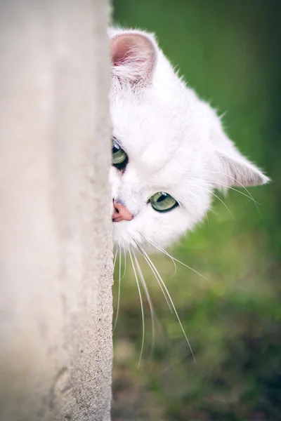 Witte Britse korthaar kat — Stockfoto