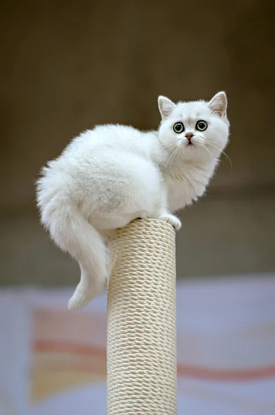 Witte Britse korthaar kat — Stockfoto