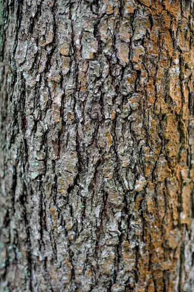 Naturalna tekstura drewna — Zdjęcie stockowe