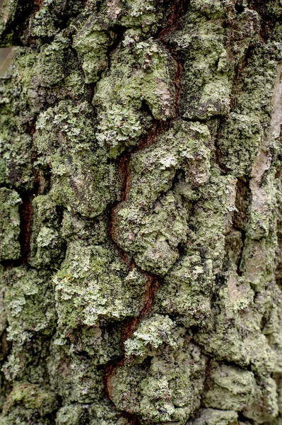 Textura natural de la corteza del árbol — Foto de Stock