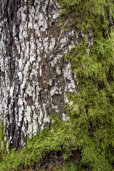 Natural wood with moss texture — Stock Photo, Image