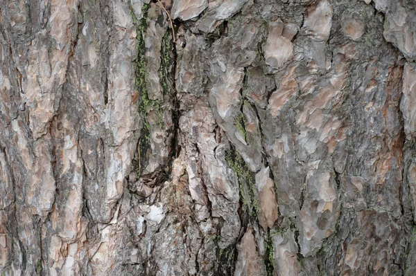 Natuurlijke boom schors textuur — Stockfoto